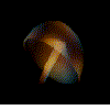 JellyFish-01.gif (40491 bytes)