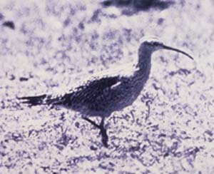 eskimocurlew.jpg (16214 bytes)