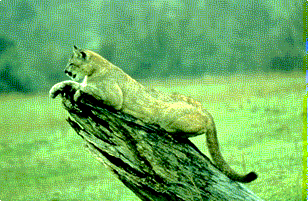 panther.gif (30847 bytes)